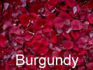 pg-burgundy.jpg (43407 bytes)
