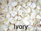 pg-ivory.jpg (41525 bytes)