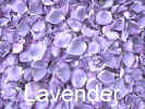 pg-lavender.jpg (54662 bytes)